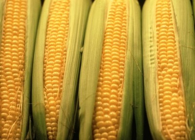 Corn planting