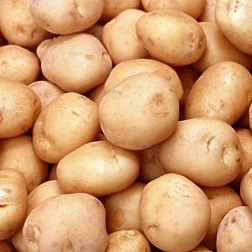 Potatoes planting
